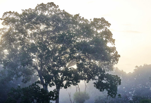 La filière bois au Congo