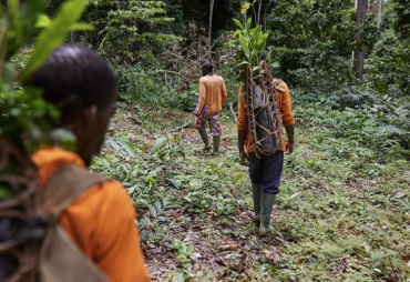 Publication scientifique : « Performance en plantations des essences locales : une synthèse pour la région guinéo-congolaise »