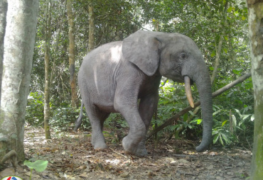 Lancement d’un projet sur le suivi de la faune au Congo