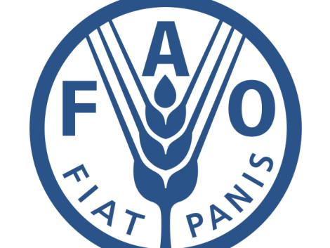 Recrutement : la FAO recherche un(e) Facilitateur(trice) pour le Partenariat Forêt Congo–Union européenne