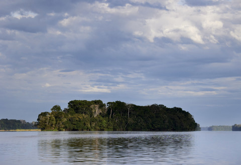 Le bois en République du Congo
