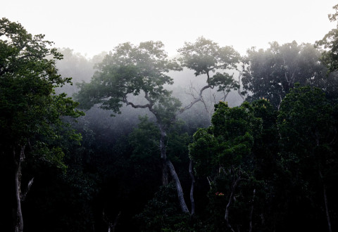 Contexte forestier